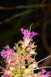 Swamp loosestrife